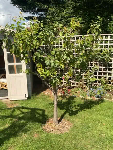 Photo of free Plum tree (Felpham) #2