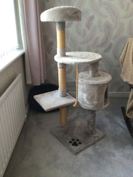 Photo of free Cat tree (Noctorum CH43) #1