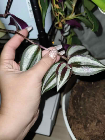Photo of free Plants, cutting and small pots (SW15) #3