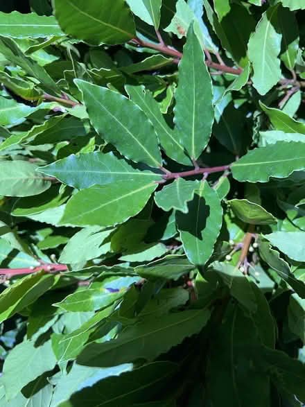 Photo of free Bay leaves (Willingdon BN22) #3