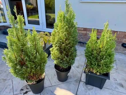 Photo of free Leylandii Saplings (Barnston) #1