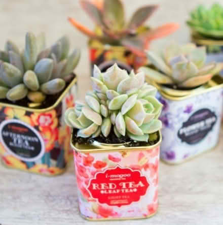 Photo of free Tea Tins (94087) #2