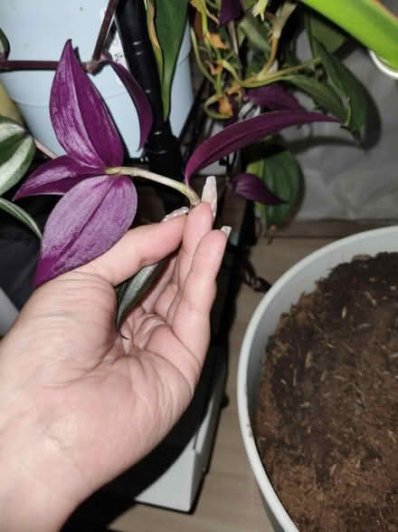 Photo of free Plants, cutting and small pots (SW15) #4