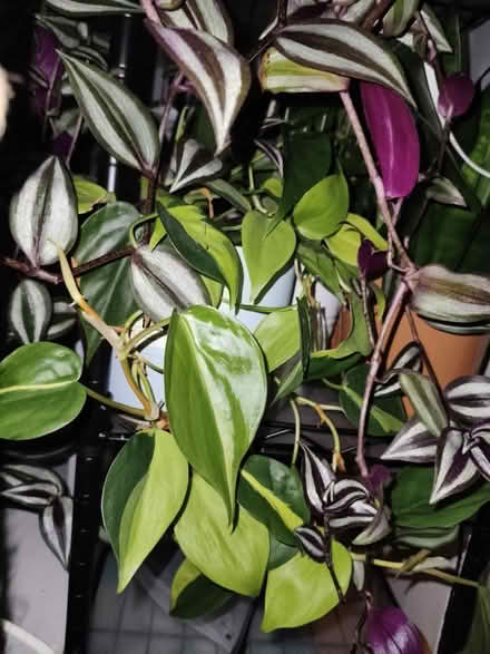 Photo of free Plants, cutting and small pots (SW15) #2