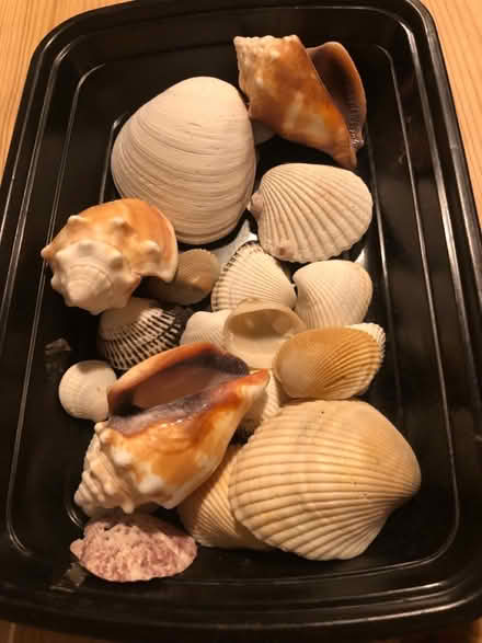 Photo of free Shells (Malvern Link WR14) #1