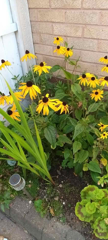 Photo of free Rudbeckia roots (S20 Waterthorpe) #1