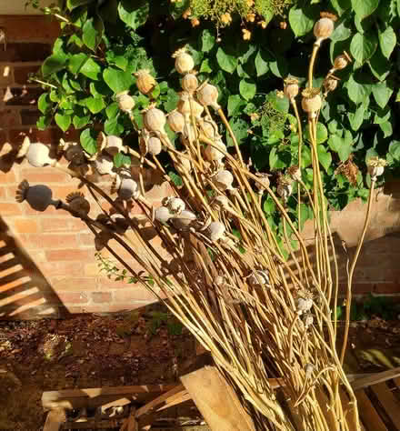 Photo of free Poppy seed heads (Cherry Orchard) #1