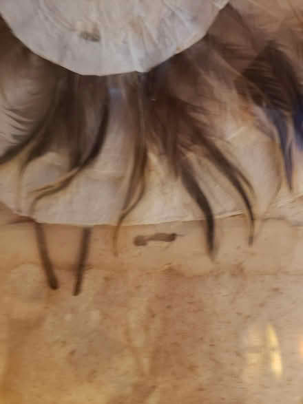 Photo of free Fiber/Paper and Feather Art (Front Royal) #2