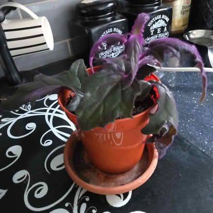 Photo of free Young indoor plant (Clive Vale TN35) #1