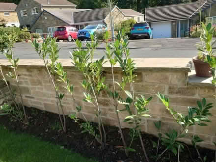 Photo of free Laurel hedge plants (Stirton BD23) #2