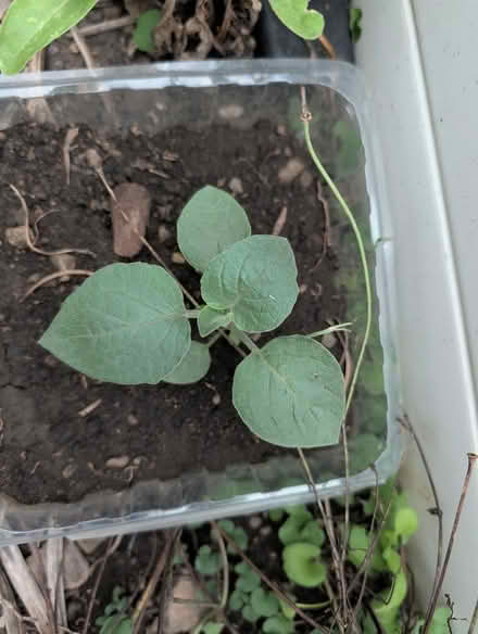 Photo of free Husk tomato tomatillo plants (downtown sunnyvale) #2