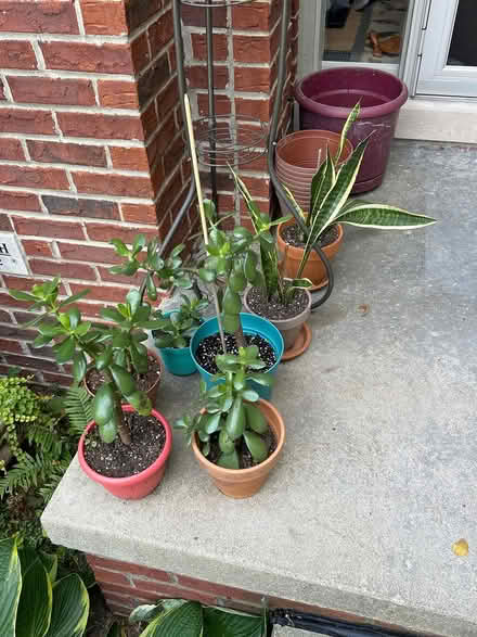 Photo of free Small houseplants (Novi) #1