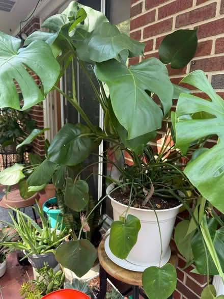 Photo of free Plants (Off forest drive , Annapolis) #4
