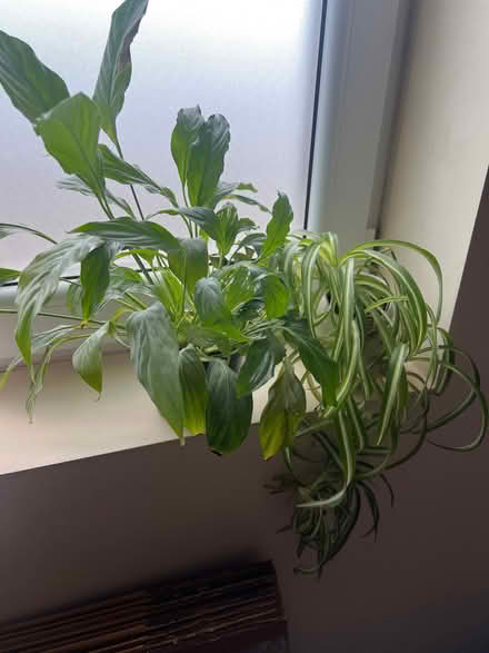 Photo of free 2 plants (Teddington TW11) #1