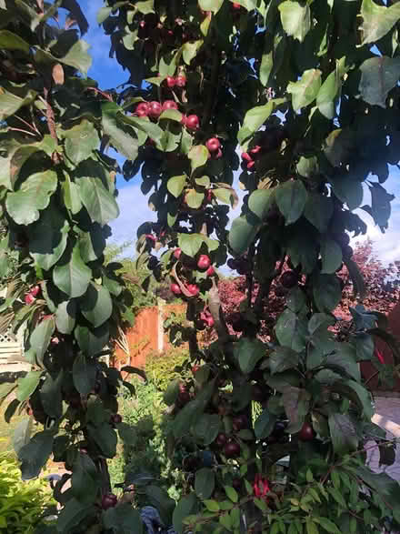 Photo of free Malus (crab apple)fruit (SY2) #1