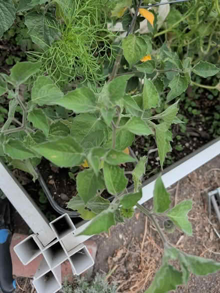 Photo of free Husk tomato tomatillo plants (downtown sunnyvale) #1