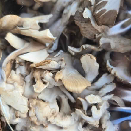 Photo of free Mushrooms - Lottsa 'em (Chiquita Av MtnVw) #3