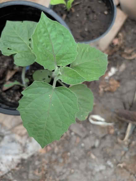 Photo of free Husk tomato tomatillo plants (downtown sunnyvale) #3