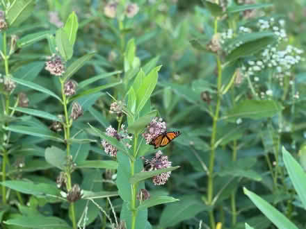Photo of free Milkweed seed pods (Galesburg) #4