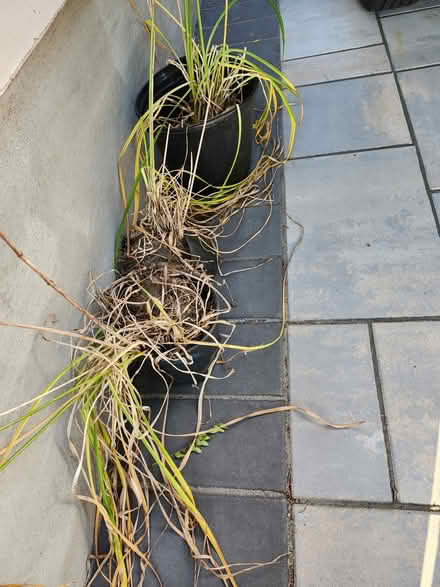 Photo of free Day Lilies (Wellington Village) #1
