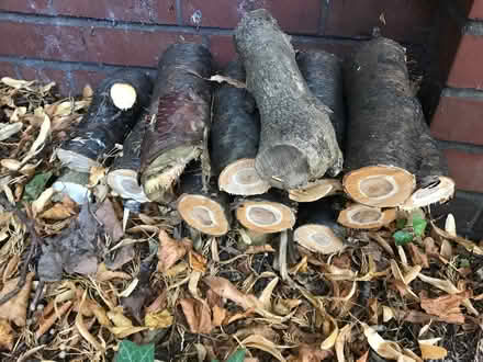 Photo of free Firewood (Moseley B13) #3