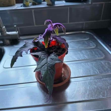 Photo of free Young indoor plant (Clive Vale TN35) #2