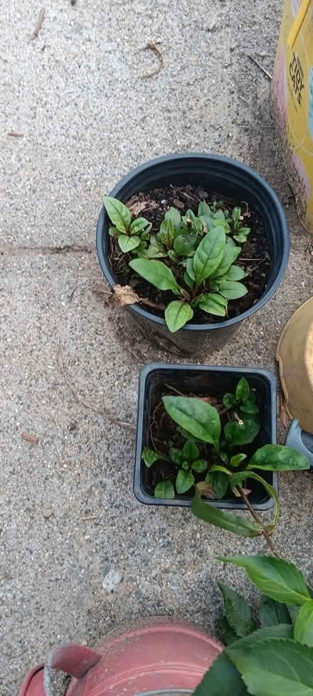 Photo of free penstemon plants (melrose) #1