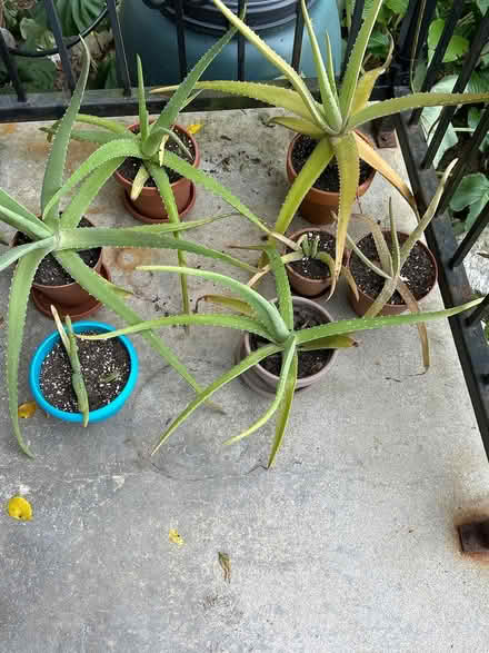 Photo of free Small houseplants (Novi) #2