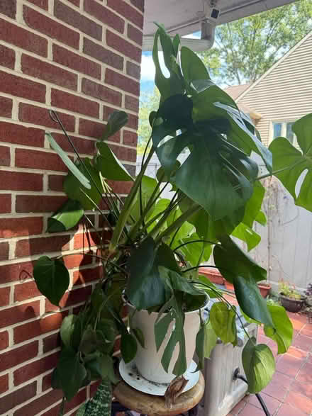 Photo of free Plants (Off forest drive , Annapolis) #2