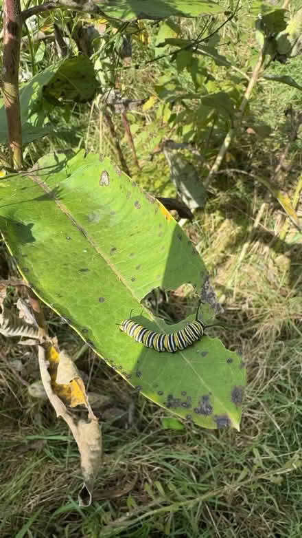 Photo of free Milkweed seed pods (Galesburg) #3