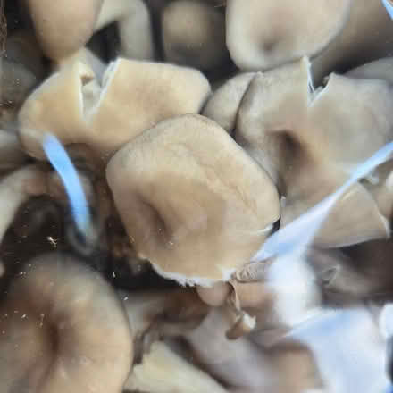 Photo of free Mushrooms - Lottsa 'em (Chiquita Av MtnVw) #2