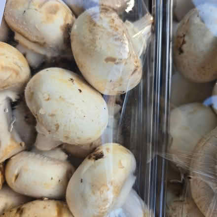 Photo of free Mushrooms - Lottsa 'em (Chiquita Av MtnVw) #1