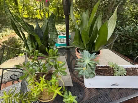 Photo of free Plants (Off forest drive , Annapolis) #1