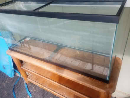 Photo of free Xmus tree / 75 gl tank and stand (close to down town) #2