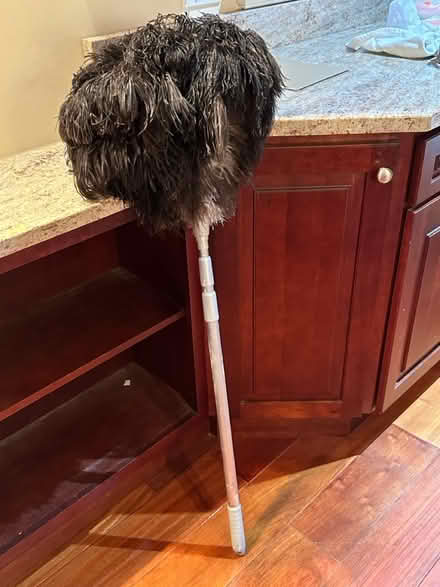 Photo of free Feather Duster (Davis Square, Somerville) #2