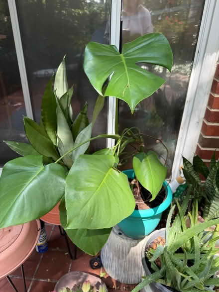 Photo of free Plants (Off forest drive , Annapolis) #3