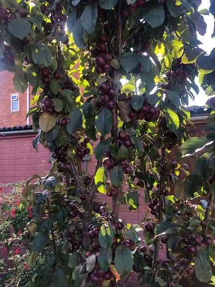 Photo of free Malus (crab apple)fruit (SY2) #2