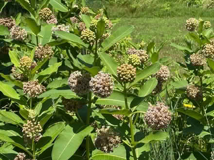 Photo of free Milkweed seed pods (Galesburg) #2