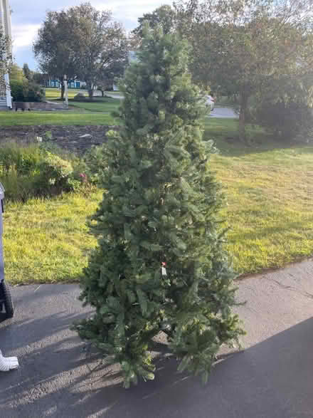 Photo of free 7’ Christmas Tree (Sutton) #1