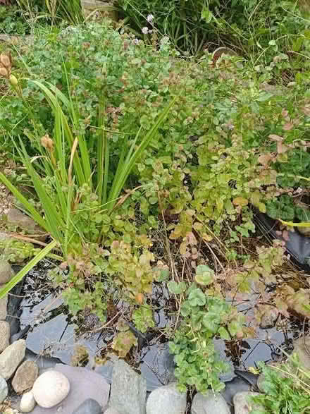 Photo of free Water Mint - rooted (Tanterton PR2) #1