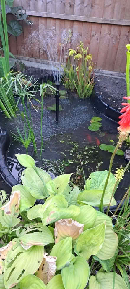 Photo of free Garden Blagdon Pond with pump and habitants (Ludlow SY8) #1