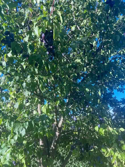 Photo of free Plums (Preston Marsh HR1) #1