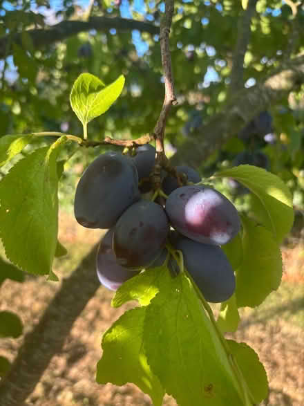 Photo of free Plums (Preston Marsh HR1) #2