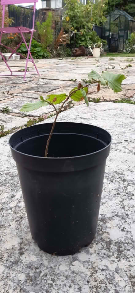 Photo of free Hazel seedling (Ormskirk L39) #1