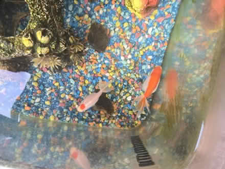 Photo of free 2 goldfish and tank (E4) #2