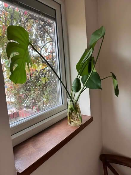 Photo of free 2x monstera rooted cuttings (Kensington W8) #2
