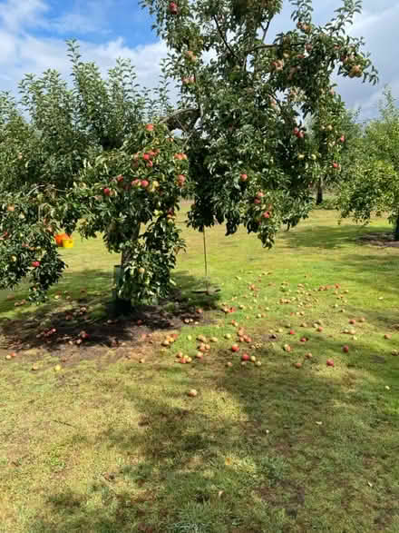 Photo of free Apples (Near Holbrook IP9) #1
