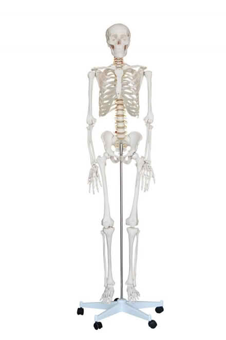 Photo of Lifesized skeleton (TS10 2BJ) #1