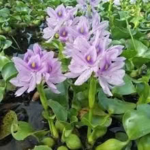 Photo of free Water hyacinth (Arcadia nr Baldwin-Stocker Sch) #1