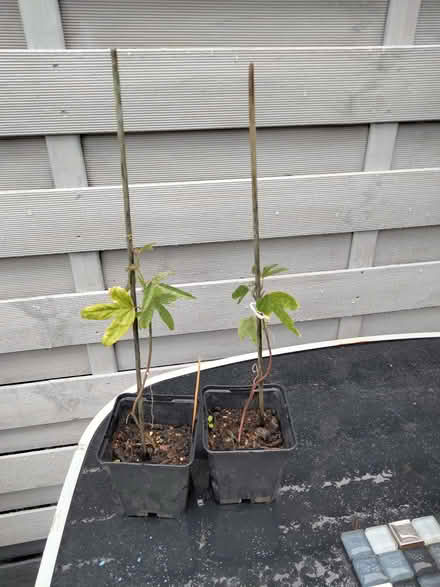 Photo of free Passion Flower (Shenley Lodge MK5) #1